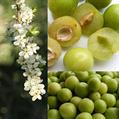 European plum